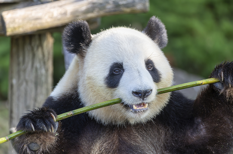 ZooParc de Beauval : les jumelles pandas partiront pour la Chine le 17 décembre